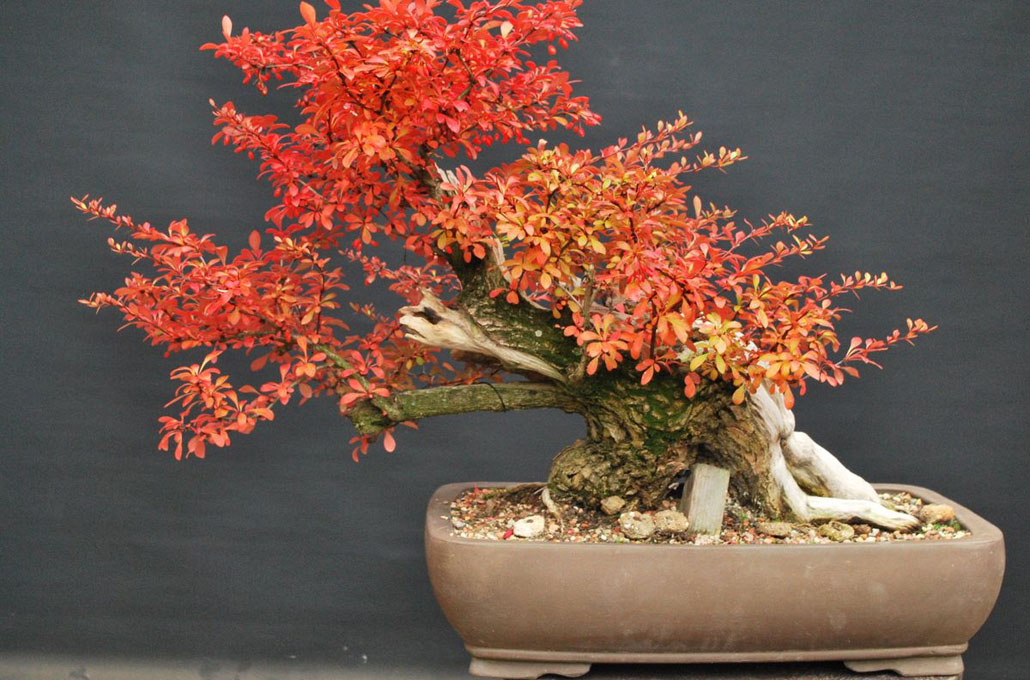 Berberis Bonsai tree (barberry)