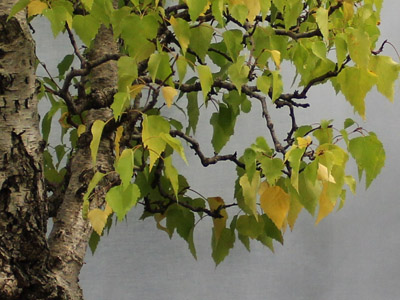 Birch Betula pendula