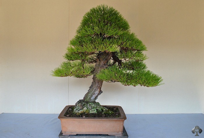 Japanese Black pine