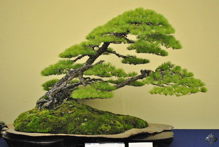 Taikan ten award winning Bonsai