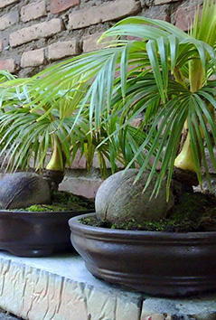 Coconut Bonsai trees