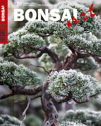 Bonsai art