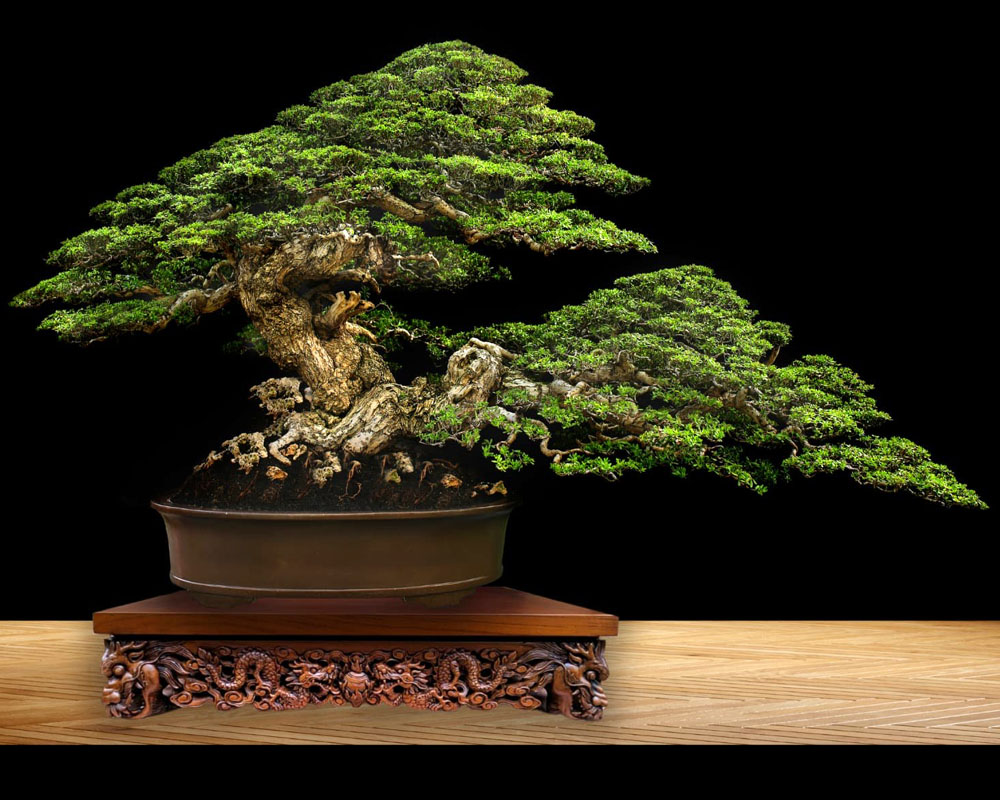 Bali Bonsai Pemphis Acidula