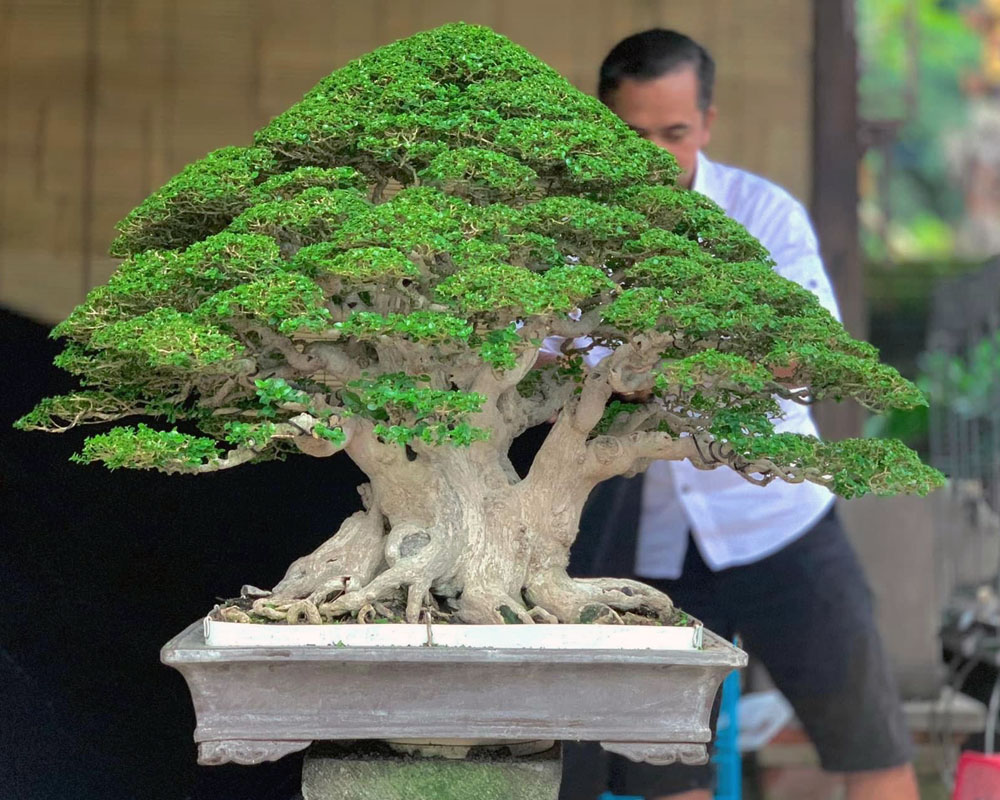 Bali Bonsai