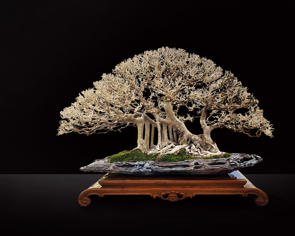 Ficus Ampelasage Bali Bonsai