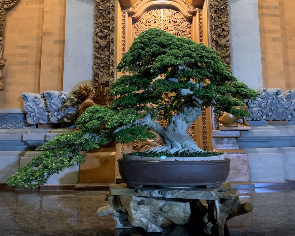 Bali Bonsai Premna Microphylla