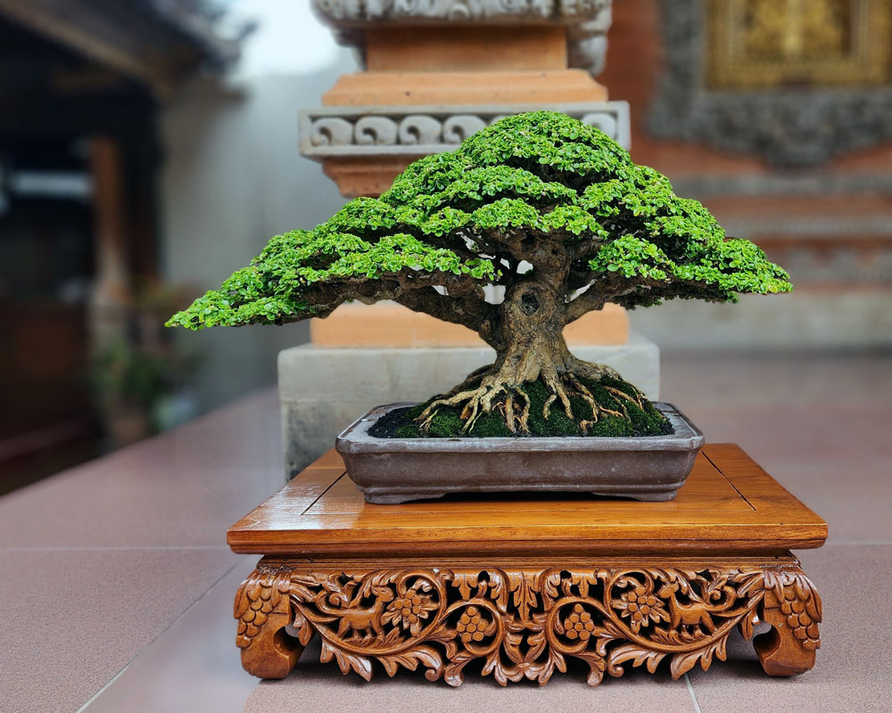 Premna Microphylla Bonsai