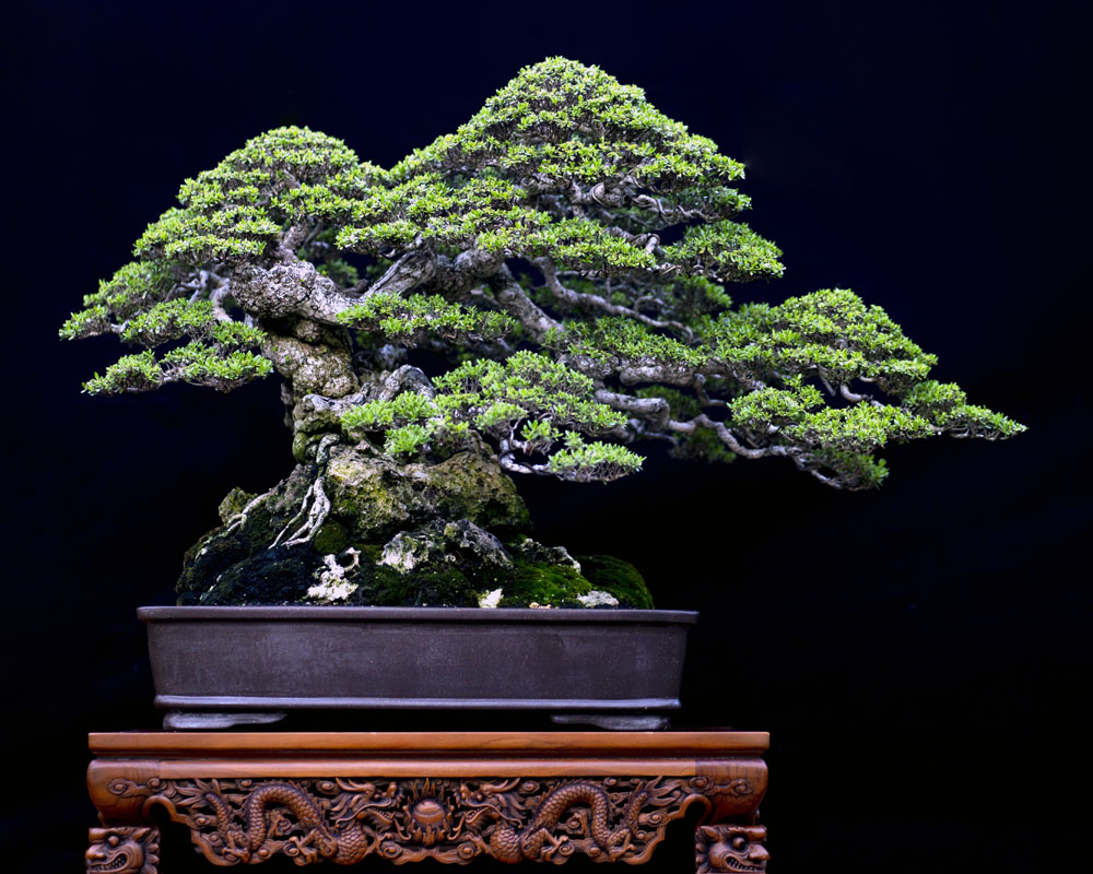 Pemphis Acidulaage Bonsai