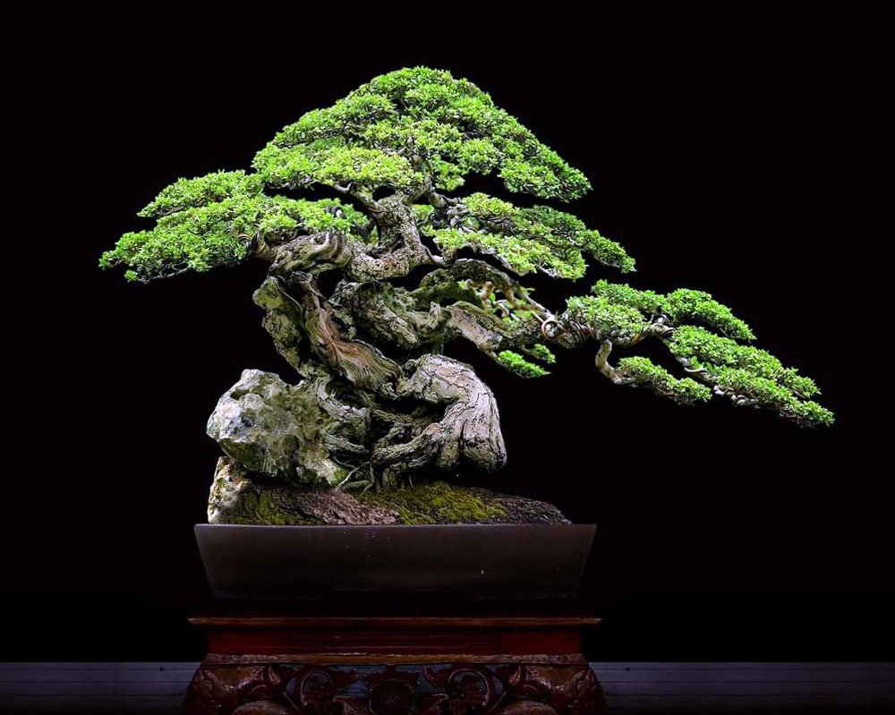 Bali Pemphis Acidulaage Bonsai