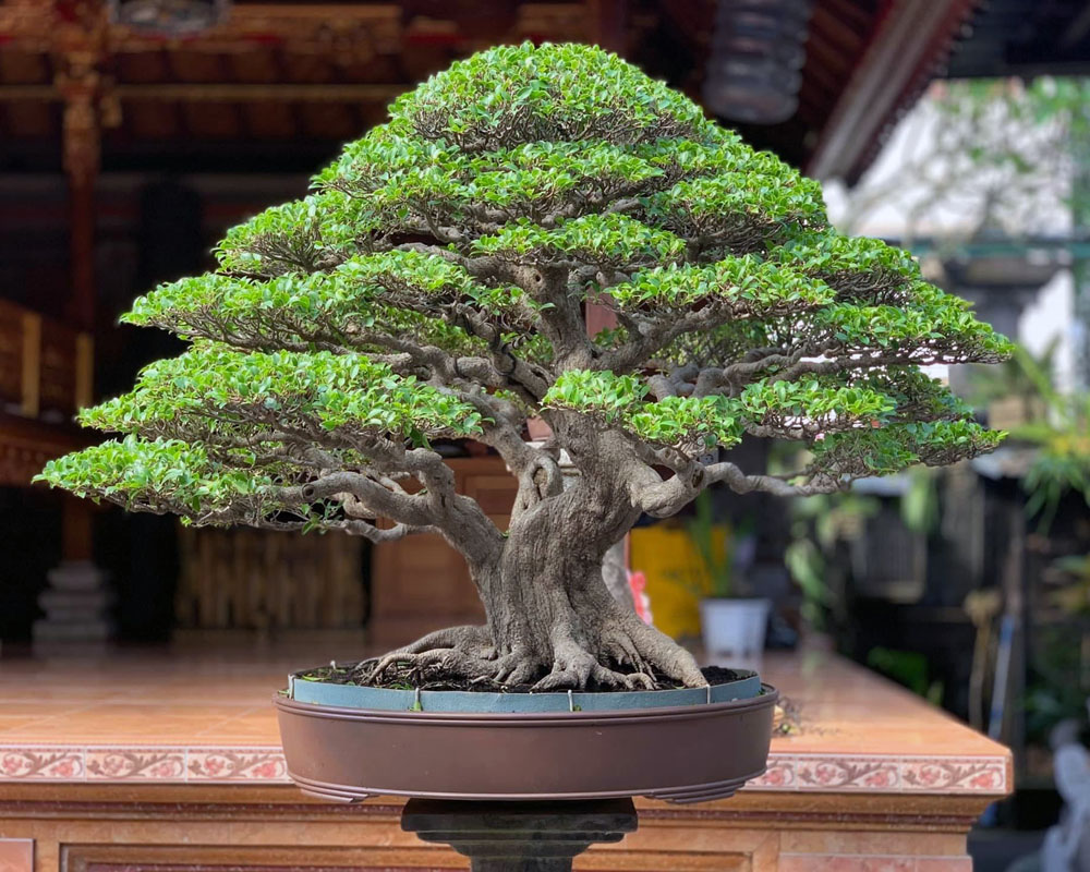 Bali Bonsai