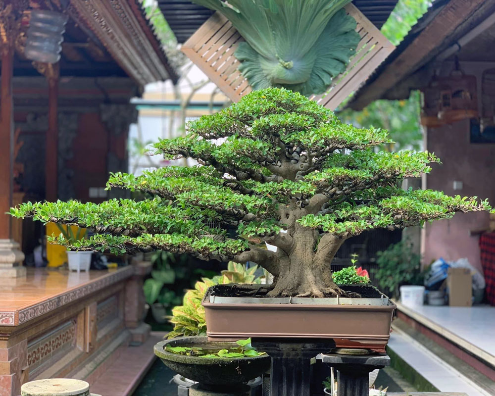 Bali Bonsai