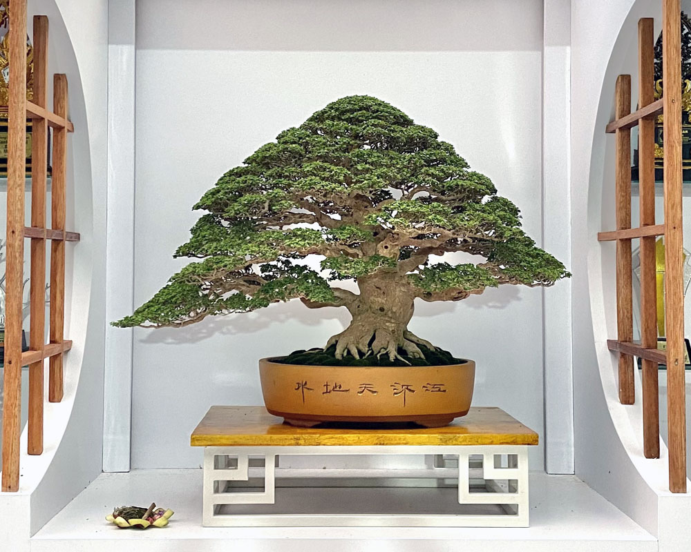 Bali Bonsai