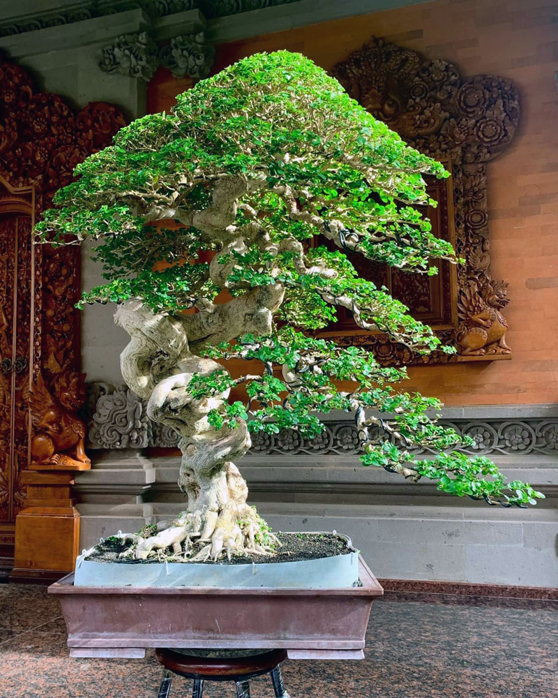 Bali Bonsai