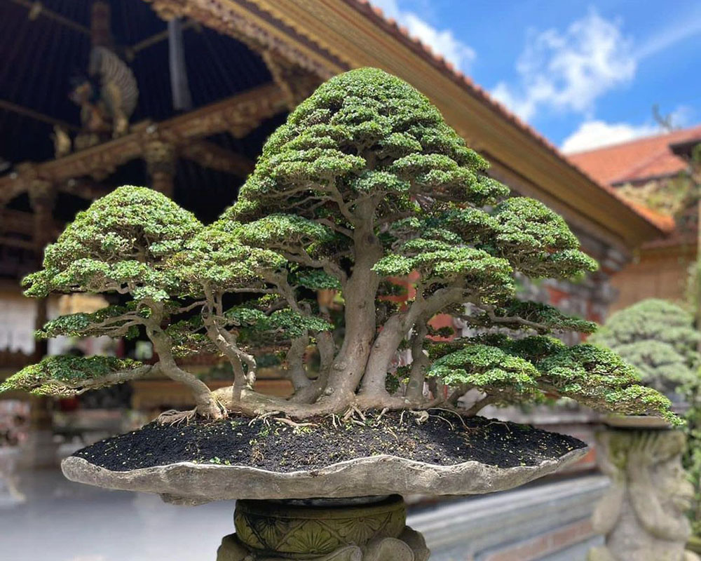 Bali Bonsai