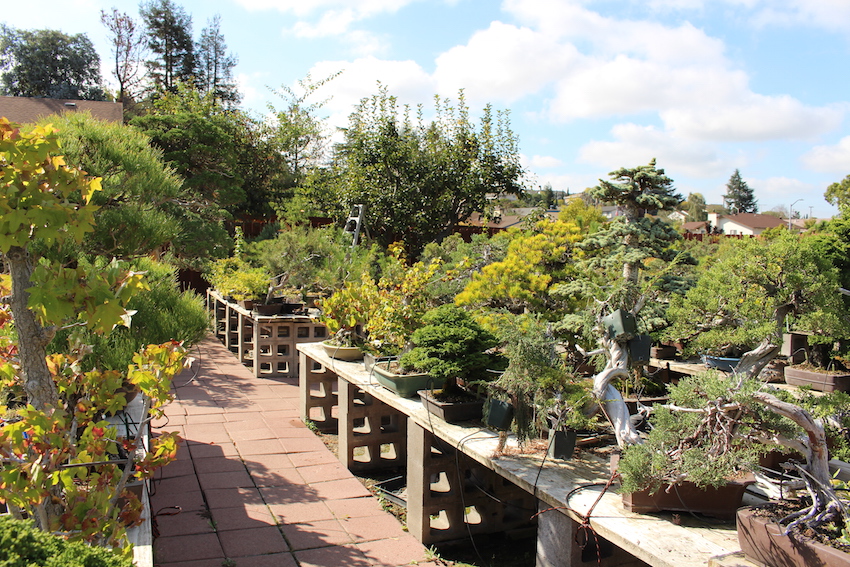 Bonsai placed in rows