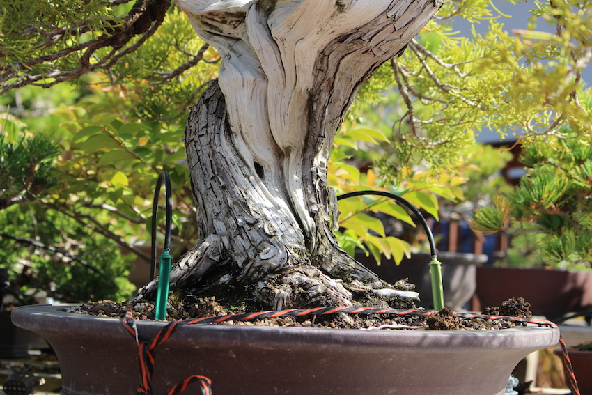 Bonsai trunk