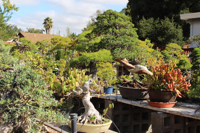 Bonsai boon's garden