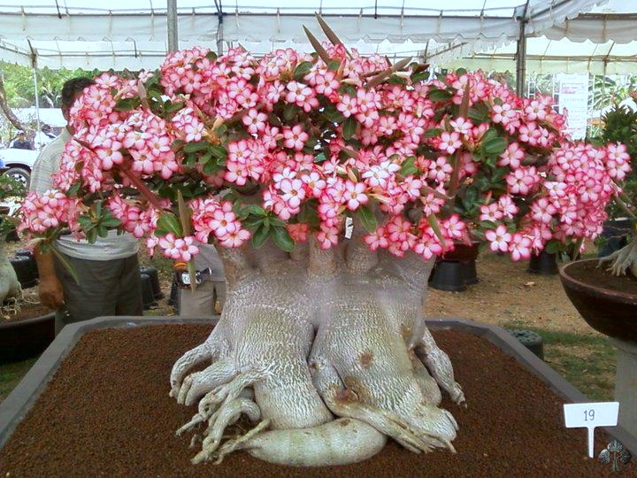 Adenium Bonsai, Succulent Bonsai