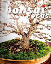 Bonsai Focus