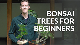 Bonsai for Beginners