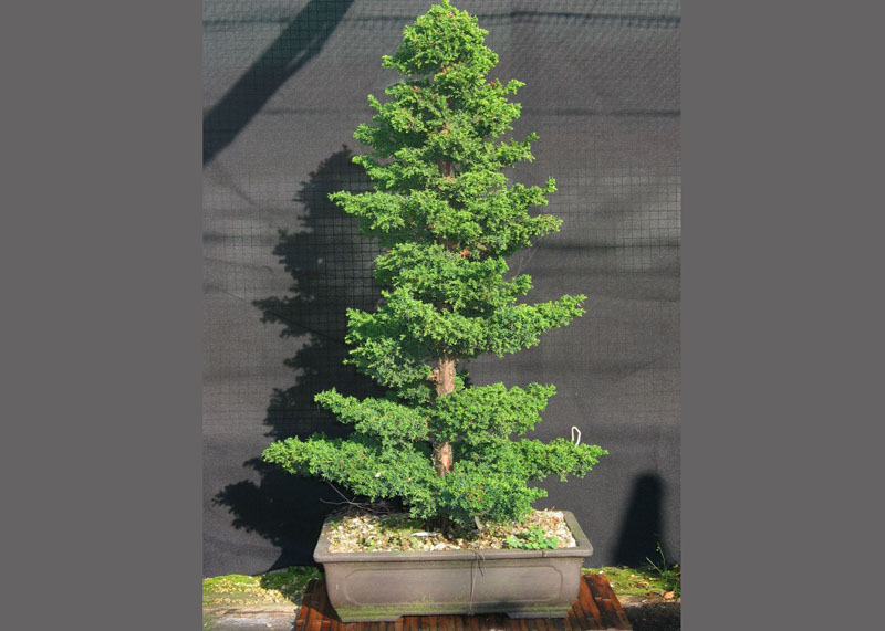 10 year old Japanese cedar (Cryptomeria)