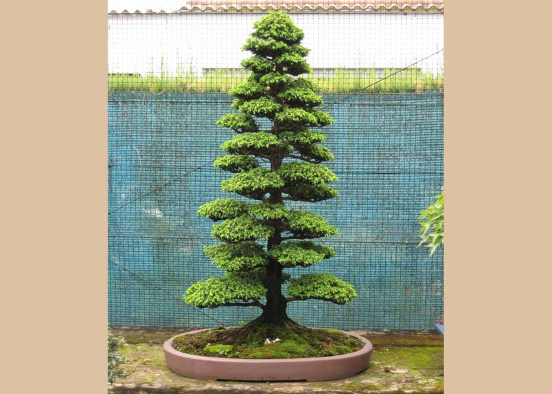 18 year old Japanese cedar (Cryptomeria)