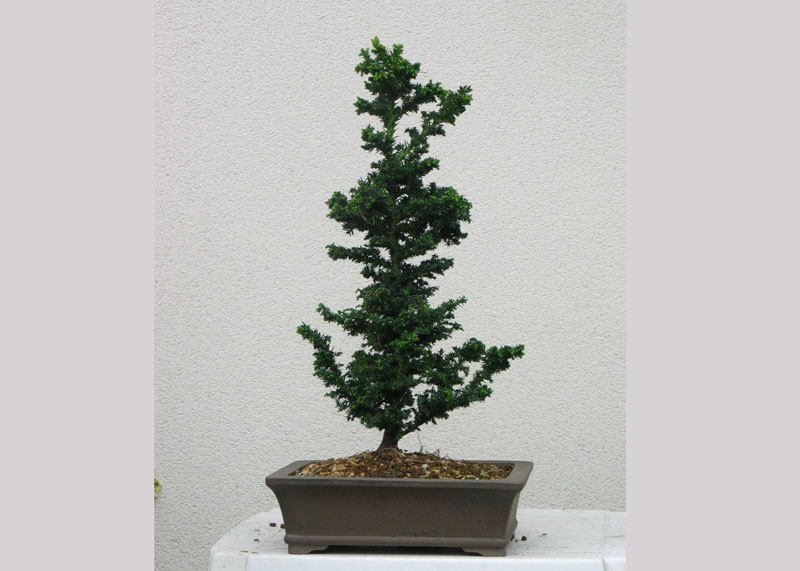 5 year old Japanese cedar (Cryptomeria)