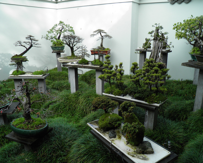 Bonsai Garden in china by Paul Thompson