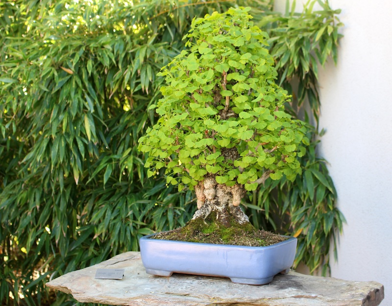 Ginkgo Bonsai