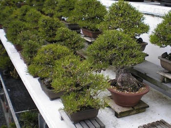 Urushibata Bonsai master