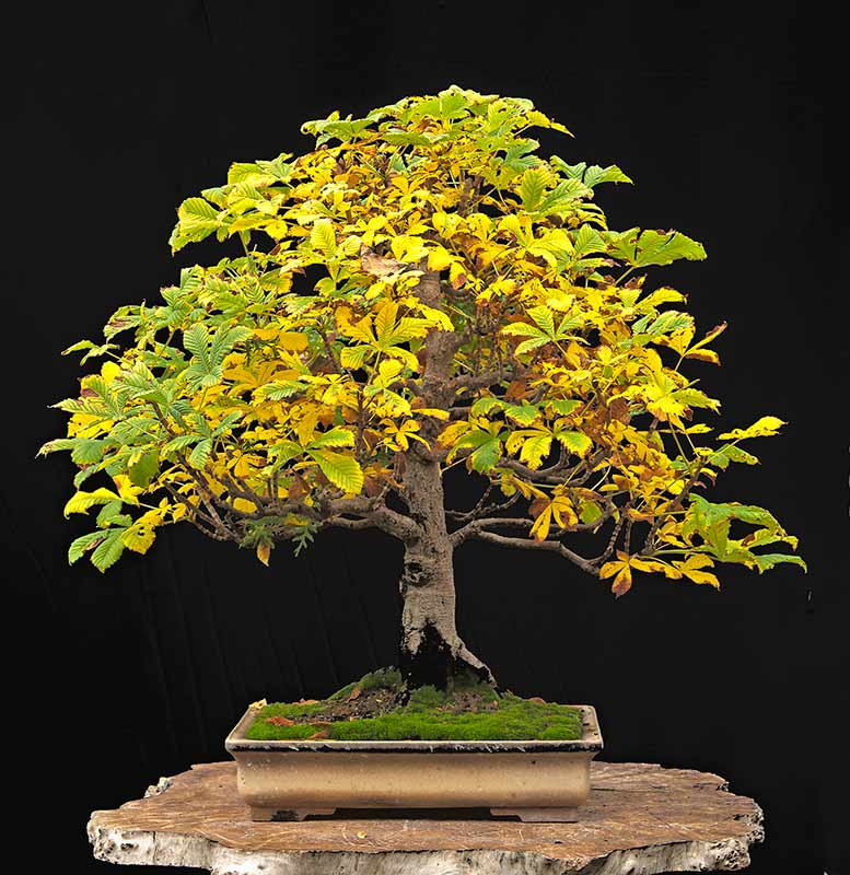 Horse chestnut Bonsai (Aesculus)