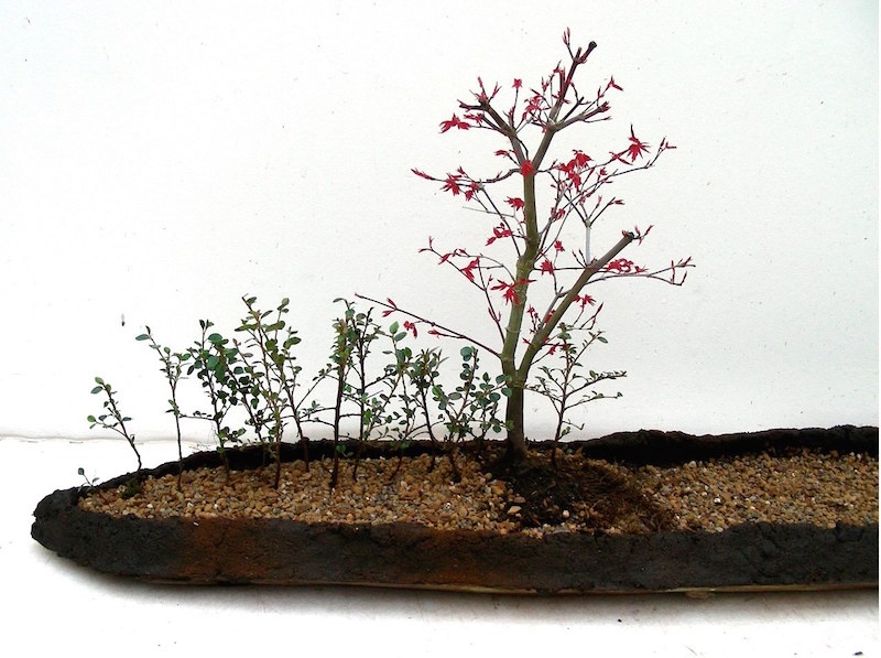 Landscape Bonsai