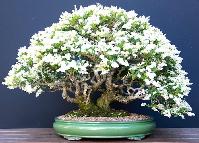 Ligustrum