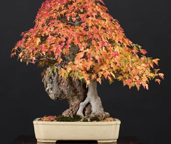 Trident maple