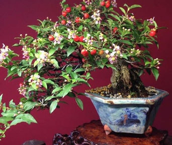 Barbados cherry