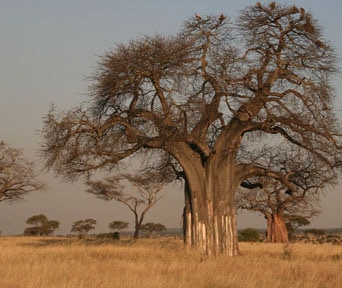 Baobab