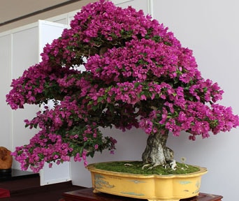 Bougainvillea