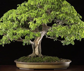 Brazilian rain tree