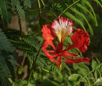 Flame tree