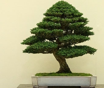 Hinoki cypress