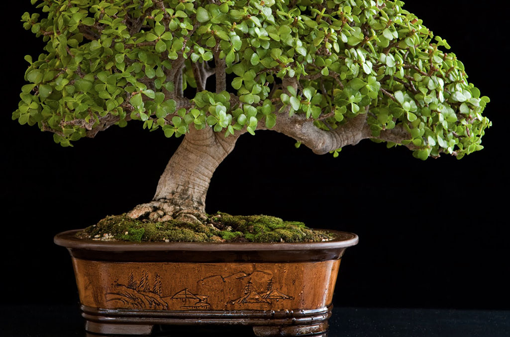 Succulent Bonsai, a Jade