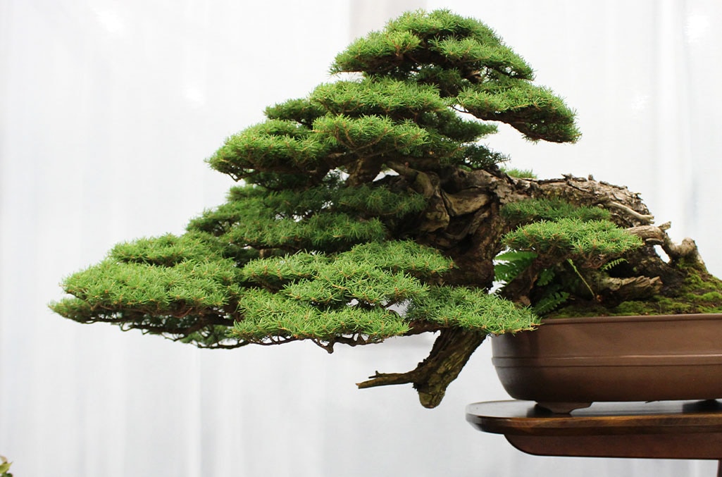 Mountain Hemlock bonsai