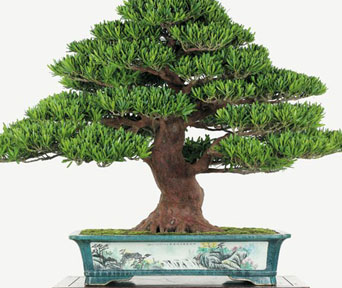 Buddhist pine