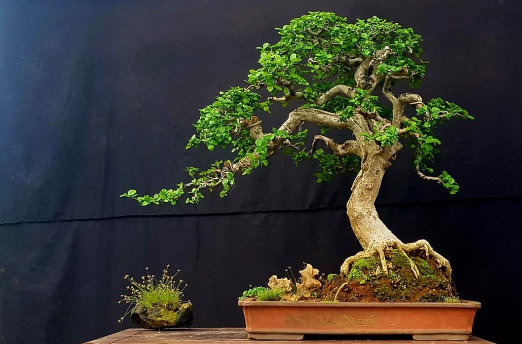 Streblus asper, Bonsai Serut