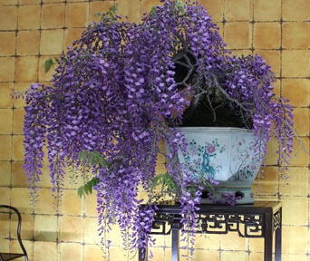 Wisteria