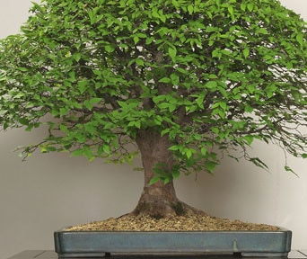 Japanese elm