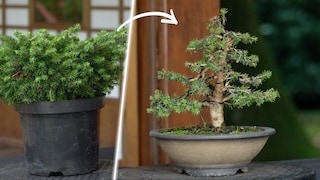 Make a Bonsai tree