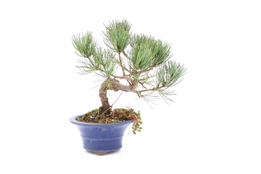 Bonsai tree in glazed pot