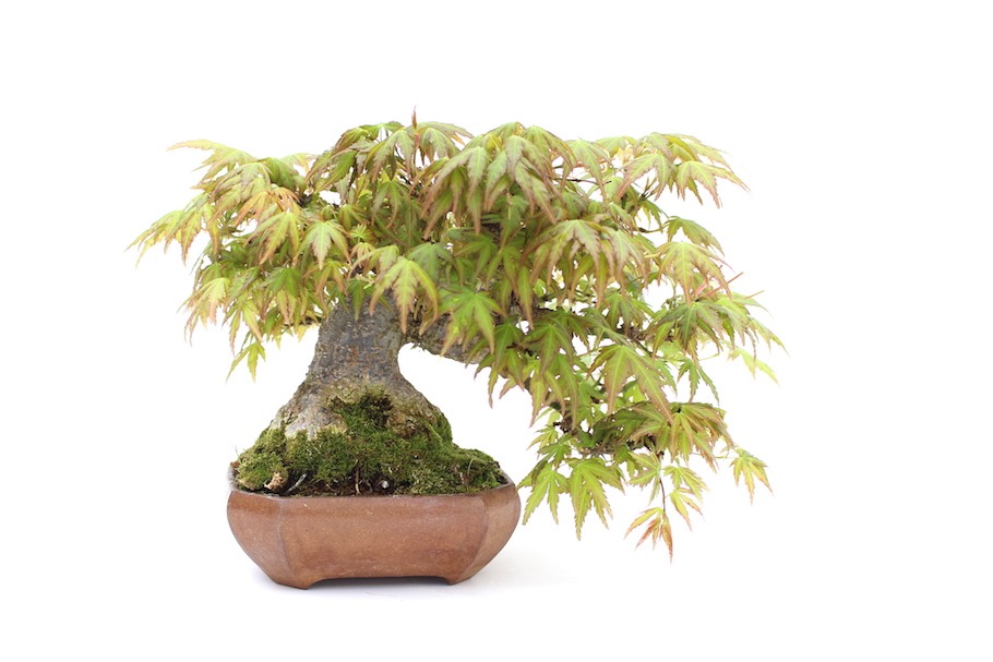 Maple tree in glazed pot