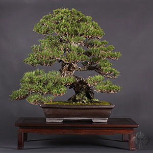 Boon Manakitivipart Japanese black pine